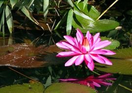 pink tropical blooming water lily