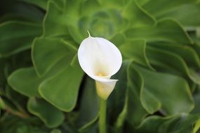 delicate calla lily flower