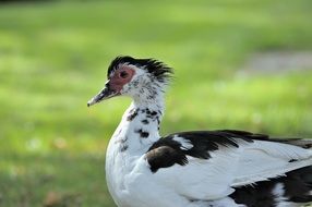 muscovy duck close up