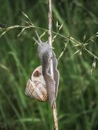 Snail on the plant