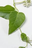 green leaves plant on white surface