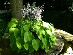 light purple blooming lily on a flower bed