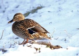 duck on the snow