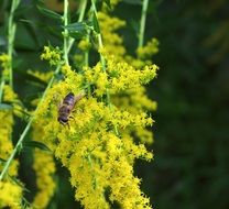 insect on golden rod close up