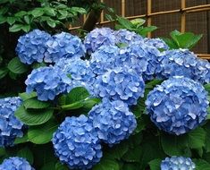 hydrangea bush flowers