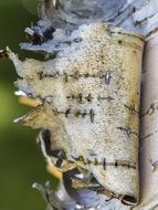 torn birch bark