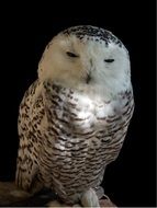 photo of snowy owl on a black background