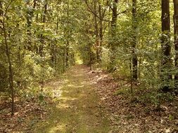 path among dense thickets in the forest