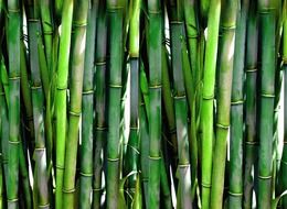 Picture of the green bamboo forest