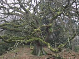 big tree with broad branches in the moss