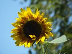 sunflower against the sky