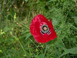 Picture of poppies in a garden