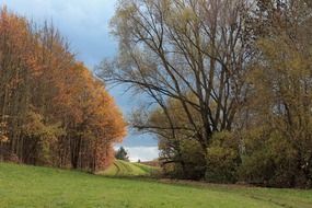 Beautiful, colorful and charming forest in autumn