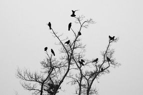 crows on bare tree top