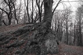 Trees on cliff in the forest