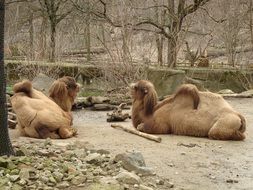 camels bactrian mammals