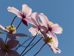 anemone hupehensis