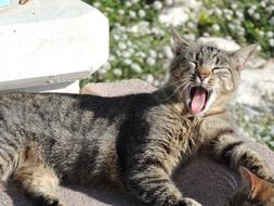 yawning wild cat lies on the ground