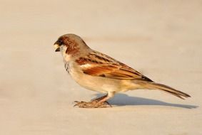 brown sparrow is standing on the ground