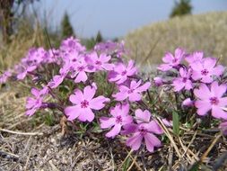 impressive pink flower