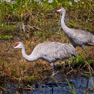 sandhill cranes birds