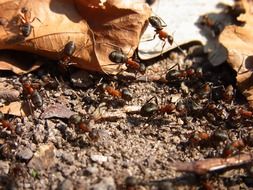 red wood ants