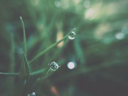Dew on the grass