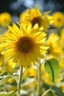 large field of yellow sunflowers