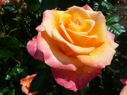 yellow pink rose after rain