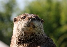 otter is a representative of the fauna