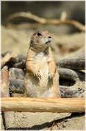 prairie dog in zoo, netherlands, Amsterdam