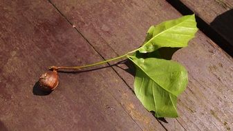 Seed with the leaves
