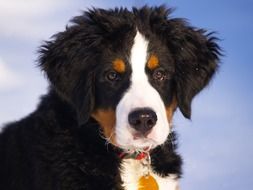 Bernese mountain dog puppy