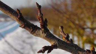 road tree nature