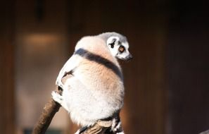 picture of the lemur is sitting on a tree branch