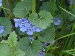 flowering ground ivy close-up