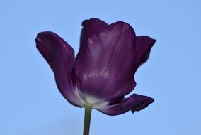 violet tulip flower closeup