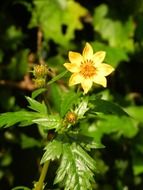 ethiopia meskel daisy flower