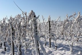 snow cold landscape