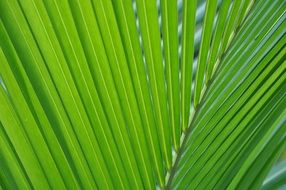 astounding palma leaf