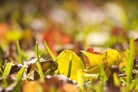 fallen yellow leaves on green grass