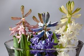 Colorful hyacinthus orientalis