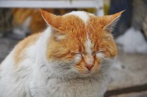 fluffy cat with closed eyes