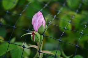 pink rose through the mesh of the fence