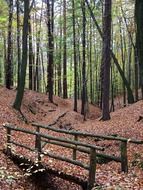 bridge in the autumnal forest