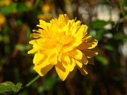 yellow flowers on ranunkel shrub