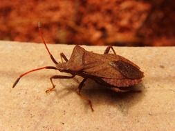 bug-leaf on a stone