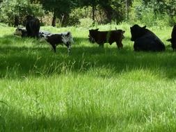 landscape of multicolored cows on a green meadow