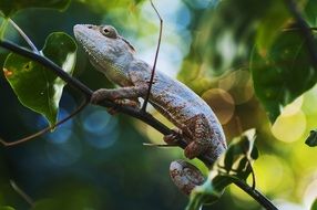 colorful chameleon wildlife portrait