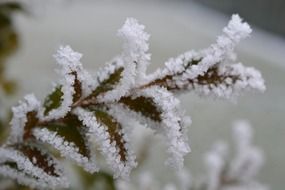 frozen plant